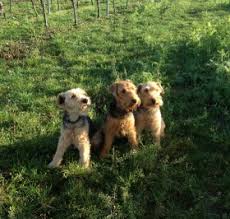 The welsh terrier is a perfect example of what a terrier should be: Die Welsh Terrier Vom Schwanberg Snautz De