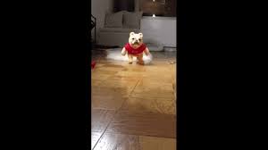 Like puppies, bunnies, babies, and so on. French Bulldog Dressed As Winnie The Pooh Chloe The Mini Frenchie