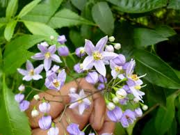 Image result for Solanum seaforthianum