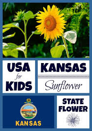 Kansas State Flower Sunflower By Usa Facts For Kids Kansas State Flower Kansas Day Kansas Facts