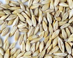 Image of Barley seeds