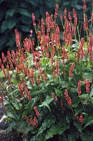 Image result for Persicaria