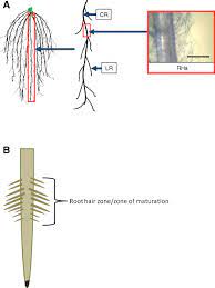 Check spelling or type a new query. Growth In Turface Clay Permits Root Hair Phenotyping Along The Entire Crown Root In Cereal Crops And Demonstrates That Root Hair Growth Can Extend Well Beyond The Root Hair Zone Springerlink