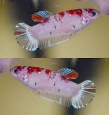 Pin By Laura Sedgwick Young On Beautiful Betta Fish Betta Fish Betta Fish