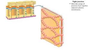 Different types of intercellular junctions, including plasmodesmata, tight junctions, gap junctions, and desmosomes. Type Of Cell Junctions Tight And Adherens Junctions Youtube