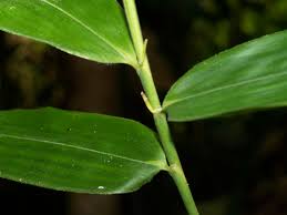 Image result for Poaceae