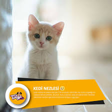 Bilgiler Serisi Kedi Nezlesine Neden Tolga Veteriner Klinigi Facebook