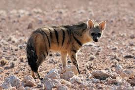 We did not find results for: Four Nocturnal Species You D Be Lucky To See On Safari