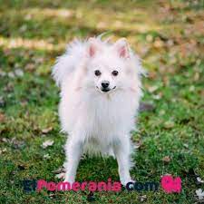Cuales Son Los Diferentes Tipos De Pomerania El Pomerania Com