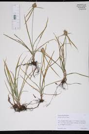 Image result for Kyllinga odorata