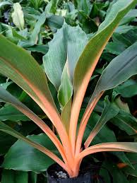 Image result for Chlorophytum affine