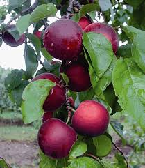 Enttäuschend … habe im frühjahr zwei winterharte kamelien gekauft und verschenkt! Cherrykose 1a Obstpflanzen Online Kaufen Baldur Garten Pflanzen Obstbaume Pflanzen Obst
