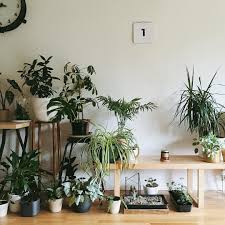 pinterest miavanderss houseplants decor plants boho interior design