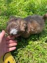 Tiny paws 38834