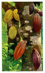 Cabosses Cabosse De Cacao Fruits Tropicaux Fruits Exotiques