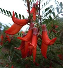 Image result for Lessertia pauciflora