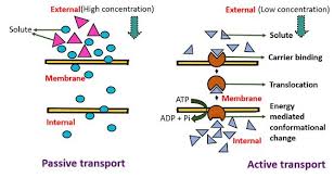 Active transport is the movement of ions or molecules going against the concentration gradient. 12 Major Difference Between Active Transport And Passive Transport With Examples Viva Differences