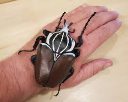 Image result for Monosis conferta