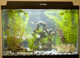 There are many different kinds of aquarium substrate you can use depending on the type of water and what's living in. Choosing A Freshwater Aquarium Substrate Ratemyfishtank Com