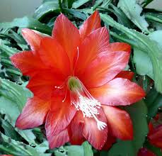 How often should i water my cactus? How To Care For Easter Cactus Growing Easter Cactus In A Container