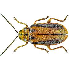 Spray only if there is physical damage to flowers, scratching damage to fruit, or the likelihood of structural damage to. Identify And Control Elm Leaf Beetles