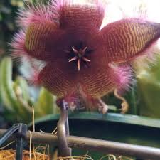 Image result for Mostuea hirsuta