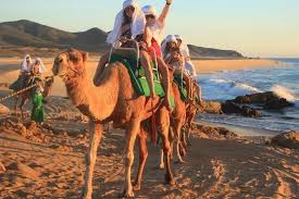 Camel riding tour in cabo san lucas. Tripadvisor Cabo San Lucas Camel Ride And Encounter On Beach And Desert Provided By Cabo Paradise Tours Los Cabos