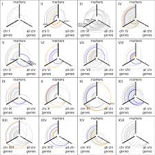 Image result for network yeast