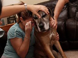 That pet is in all the memories of life experiences you've had while this pet was in your euthanasia at a veterinary clinic typically costs around $150 — more if cremation or other postmortem services are involved. Emotional Photos Of The Last Moments Between Pets And Their Owners