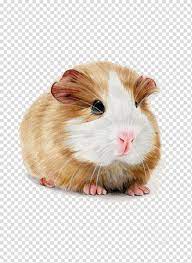 Pin On Png Images Transparent Background