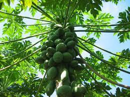 Asingkan daun sirih kemudian diminum. Rasa Info Rasa Khasiat Daun Betik Buah Betik Sangat Sedap Dimakan Dan Kaya Dengan Vitamin C Namun Jaga Lupa Bahagian Daunnya Juga Punya Pelbagai Khasiat Untuk Tubuh Badan Antaranya Kaedah Traditional