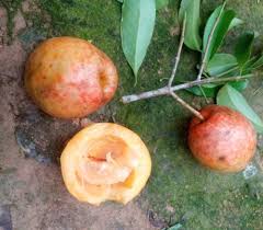 Image result for Garcinia pachyclada