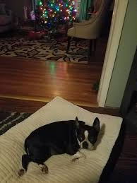 Get a boxer, husky, german two beautiful boston terrier puppies looking for a new cozy home to spend christmas! Katy Is As Snug As A Bug In A Rug Send Boston Terriers Of Corpus Christi Facebook