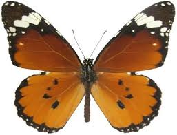 Image result for Stathmostelma pedunculatum