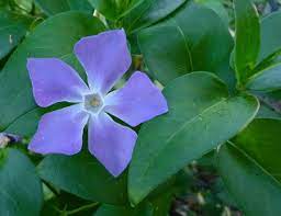 Vinca Major Greek Flowers Indoor Flowering Plants Vinca