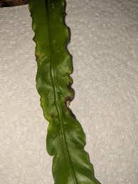 Yellowing lower leaves, wet potting mix cause: Fungal Infection Bird S Nest Fern Album On Imgur