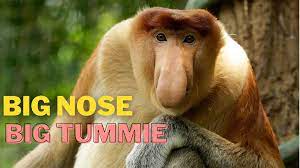 Proboscis Monkeys Of Borneo Facts Diet Habitat Lifestyle Proboscis Monkey Animals Bornean Orangutan