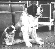 Sembrava che il centro democratico non riuscisse a ottenere deputati, invece ne ha conquistati sei. St Bruno Tobacco Was Distributed By Ogdens Of Liverpool