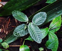 Image result for Psychotria auxopoda