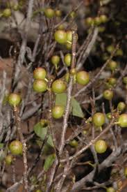 Image result for Cola natalensis