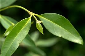 Image result for Avicenniaceae