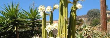 We did not find results for: Echinopsis Species Achuma Aguacolla Saint Peter Cactus San Pedro Cactus Echinopsis Pachanoi