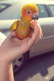 Pin On Sun Conures