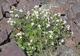 Image result for Ageratina vernalis