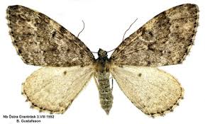 Image result for Entephria caesiata