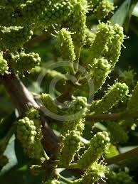 Image result for Cussonia sessilis