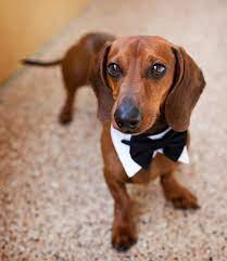 Maybe you would like to learn more about one of these? A Texas Dachshund Rescue Boosts Adoptions With A Little Help From A Pro Photographer