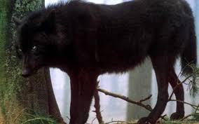 Search free black wolf wallpapers on zedge and personalize your phone to suit you. Desktop Hd Wallpapers Black Wolf 3d Hd Pictures Desktop Background