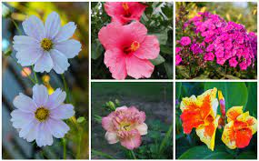 Since political boundaries aren't natural (nor are fences), native plants can usually be found on both sides of the border. Gorgeous North Carolina Perennials Garden Lovers Club