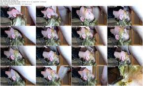 Elecebra Shit Throated Full HD 1080 (video scat, scat sex, scat porn  videos, scat video), Scat porn video